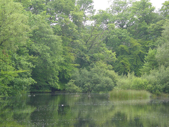 Llyn Coed y Parc